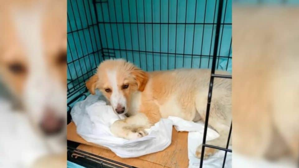 Injured Puppy Curled Up Under a Bridge and Waited for Someone to Hear His Soft Cries