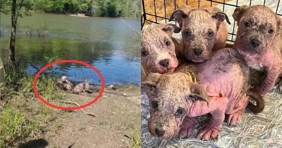 Kind Woman Finds Abandoned Puppies and Brings Them to Safety