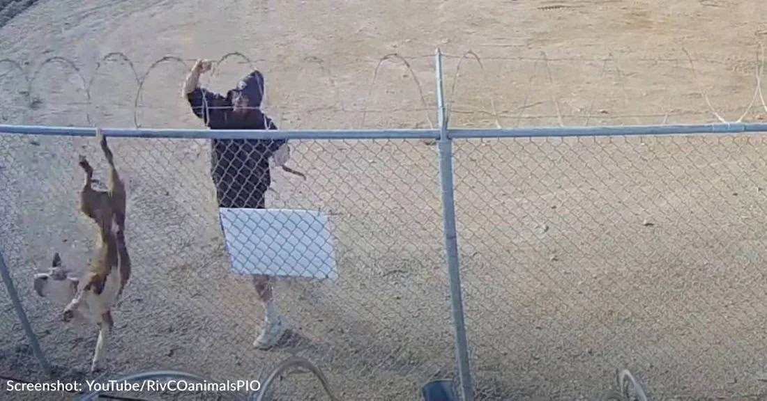 Pit Bull Thrown Over Razor Wire Fence Still Found A Way To Survive