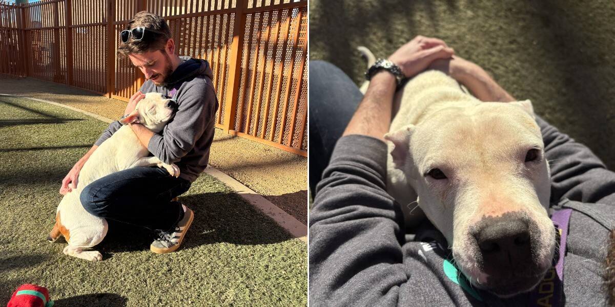 Shelter Dog Hugs Everyone She Meets And Still Waits For A Home