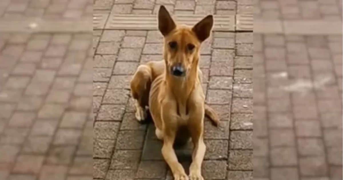 Starving Dog Mom And Her Hungry Puppies Found Their Happily Ever After