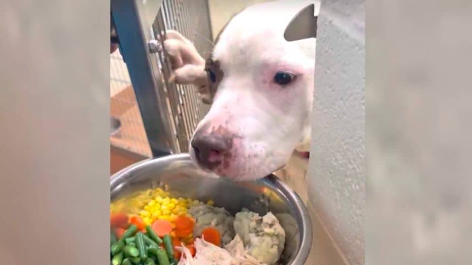 Shelter Workers Are Fighting to Give Three Long-Stay Dogs the Holiday Love They Deserve