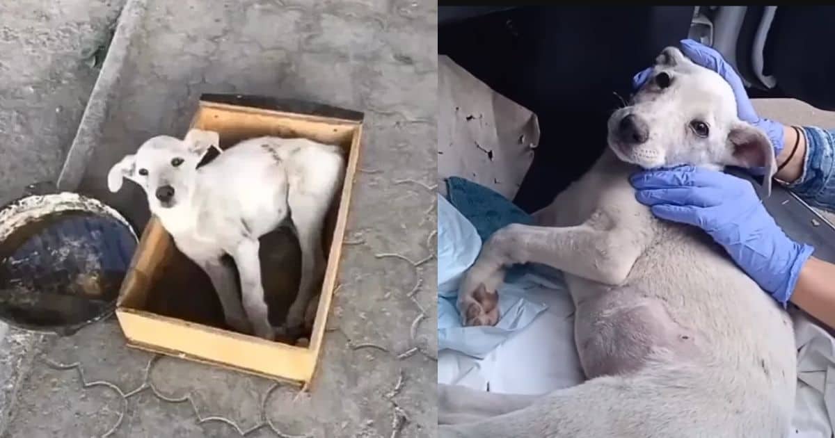 Injured Dog With Broken Spine Stared Longingly at Passing Cars, Longing For A Helping Hand