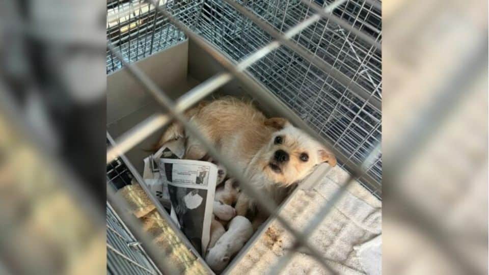 Rescuers in California Stumble Upon Mama Dog and Her Pups by a Trailer, Uncovering an Unexpected Truth