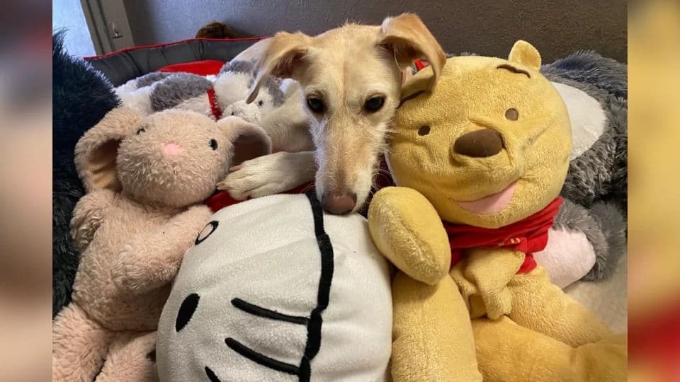 Shelter Dog Spends Two Years Hugging Toys While Waiting for a Home