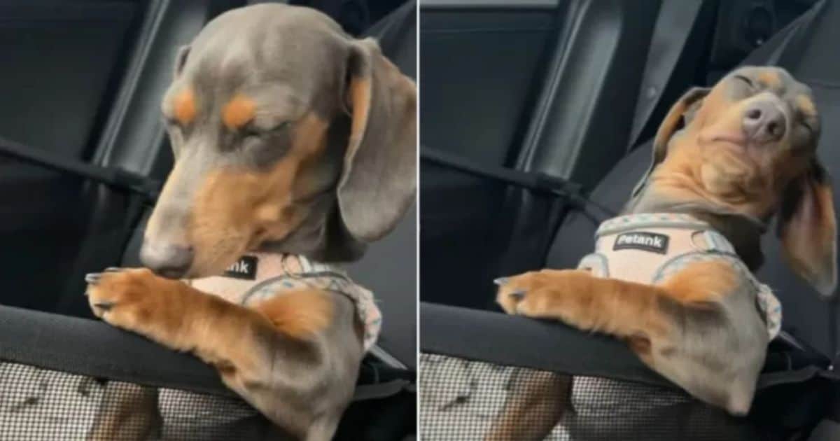 Viral Video of Sleepy Dachshund Trying To Stay Awake On Car Ride Is The Cutest Thing Ever