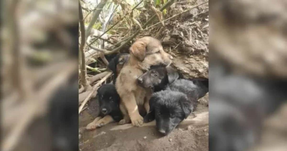6 Hungry Puppies Found Hiding In the Woods, But a Kind Woman Changed Their Lives Forever