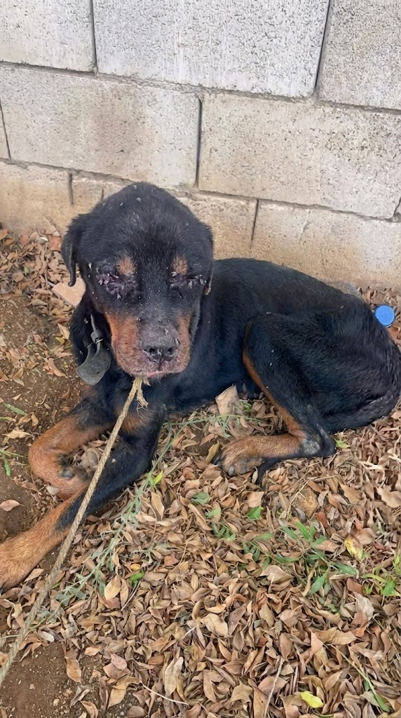 He Was Tied Up Beside the Trash — Then Called a “Lost Case” and Thrown Away