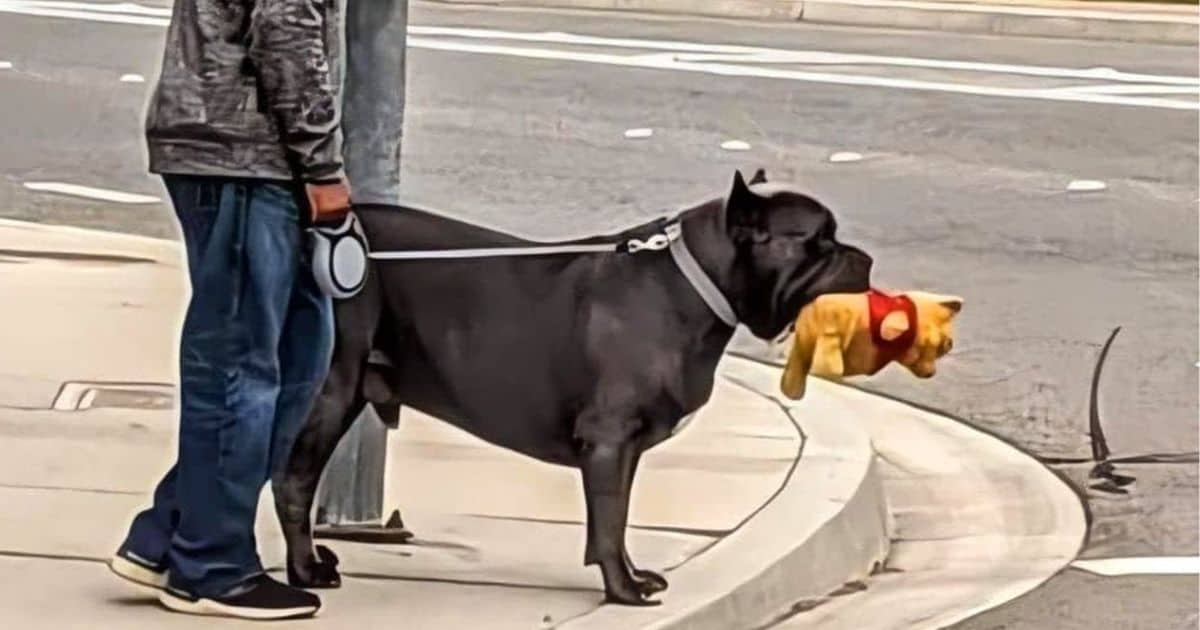 Family’s New Guard Dog Becomes Their Beloved Comedian