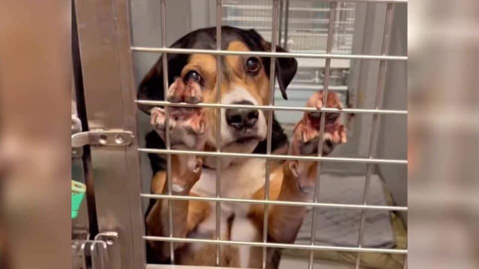 Left in a Shelter Since 2018, a Senior Dog Finally Gets the Home He Dreamed Of