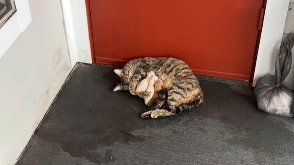 Abandoned Cat Found Guarding Her Newborn Kittens Outside a Neighbor’s Door