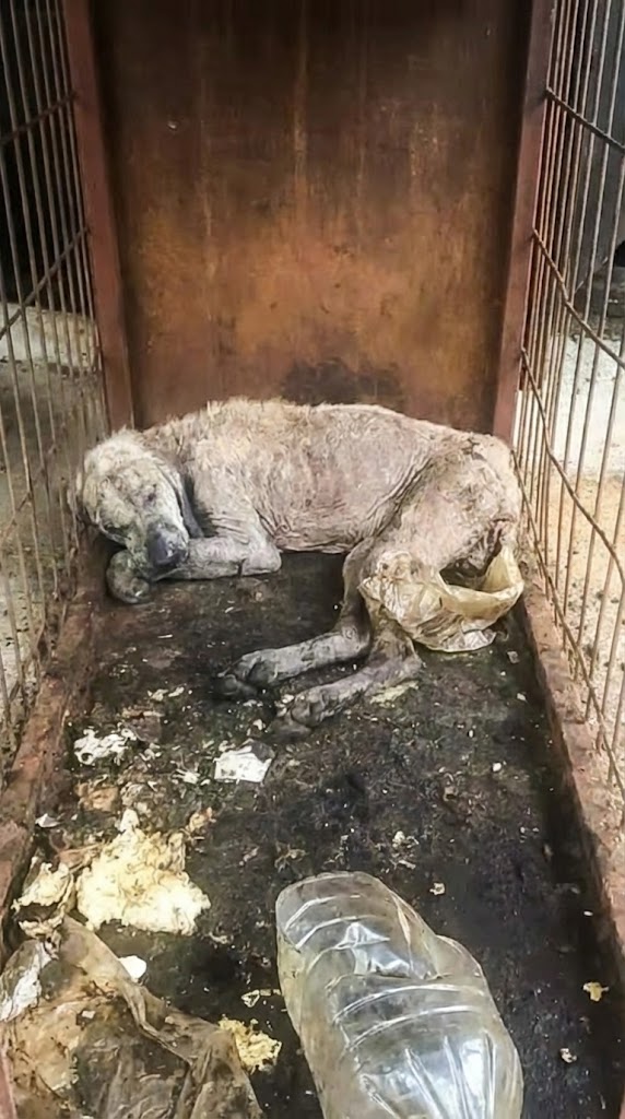 He Was So Still in the Cold Corner They Thought He Was Gone — Until One Tiny Movement Changed Everything