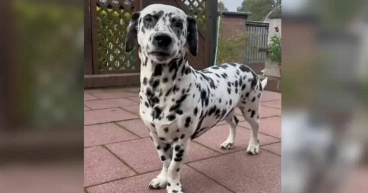 Dalmatian Pup Surprises His Mom With a Rare Condition That Makes Him Extra Special