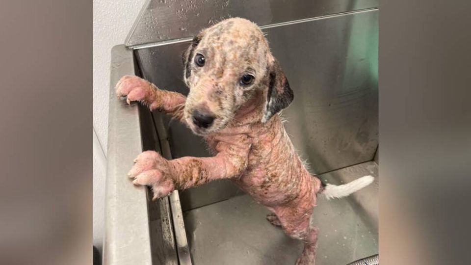 How a Sick Shelter Puppy Transformed Into a Happy Family Dog