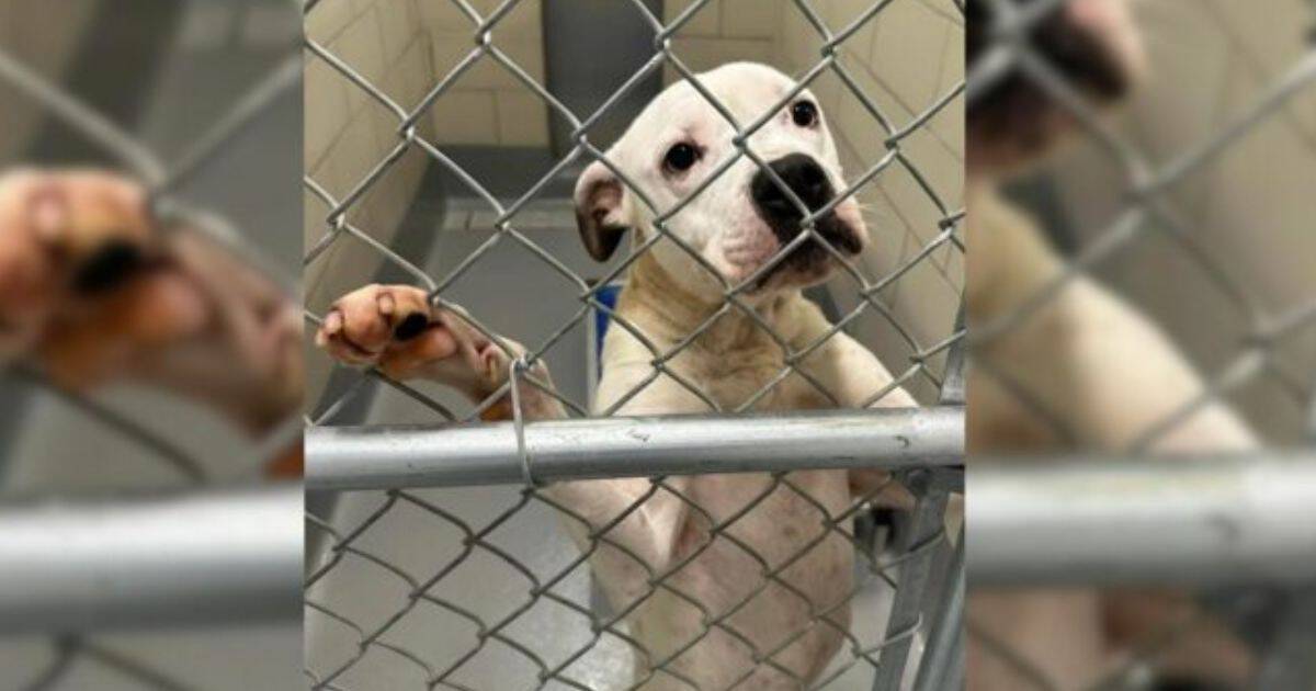 Heartbroken Pup Finds Hope After Long Wait At The Shelter For A Loving Home