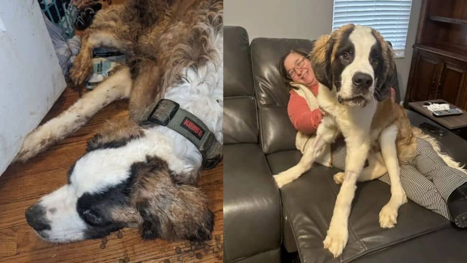Skinny St. Bernard Found In Abandoned House Completely Transforms With Love