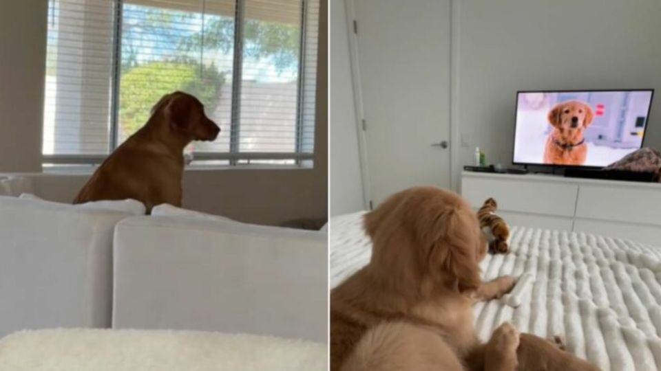 Illinois Woman Brought Home a Golden Pup and Discovered Something Totally Unexpecte