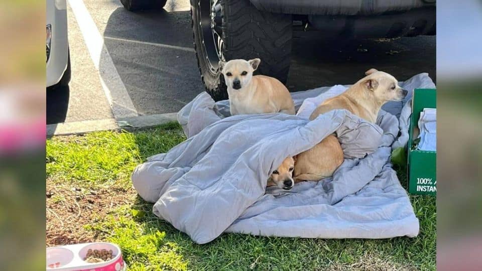 Three Bonded Rescue Dogs Refuse to Leave Each Other’s Side After Being Left Behind