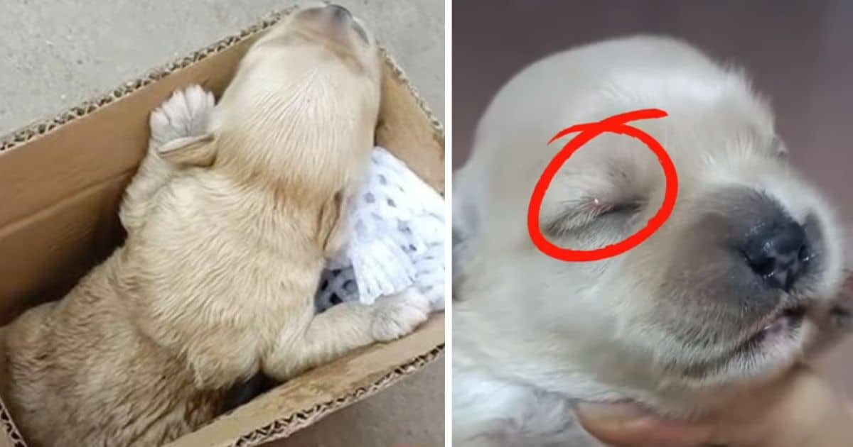 Heartbreaking: One-Week-Old Puppy Left in Trash Cries For His Mom