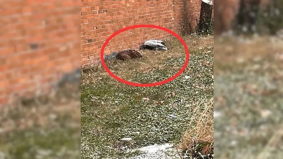 Two Stray Dogs Survived a Snowstorm Together and Found a Forever Home Full of Love