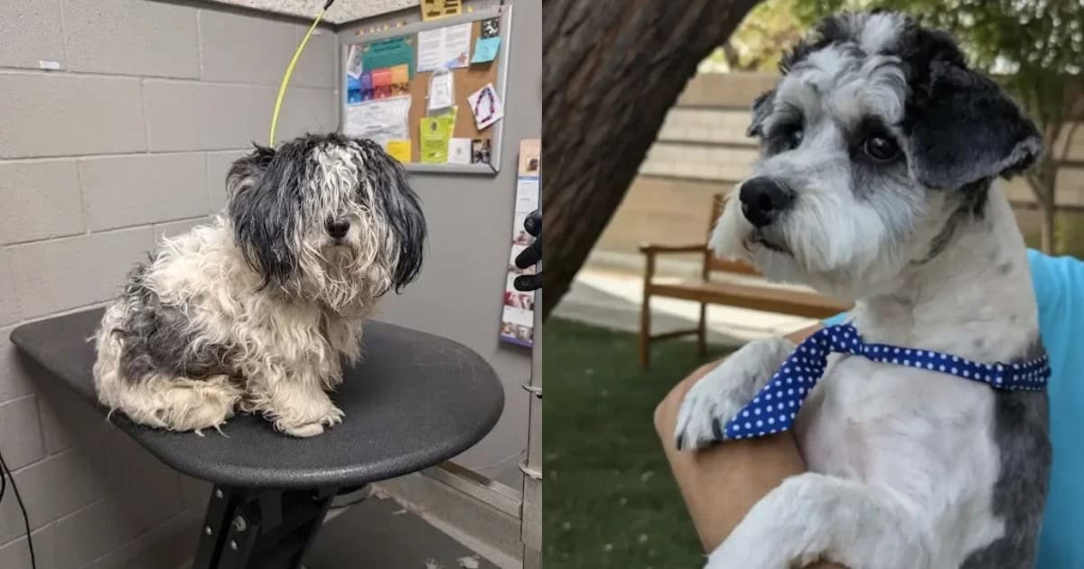 Scared Stray Dog Transformed Into The Cutest Boy After A Life-Changing Grooming Session