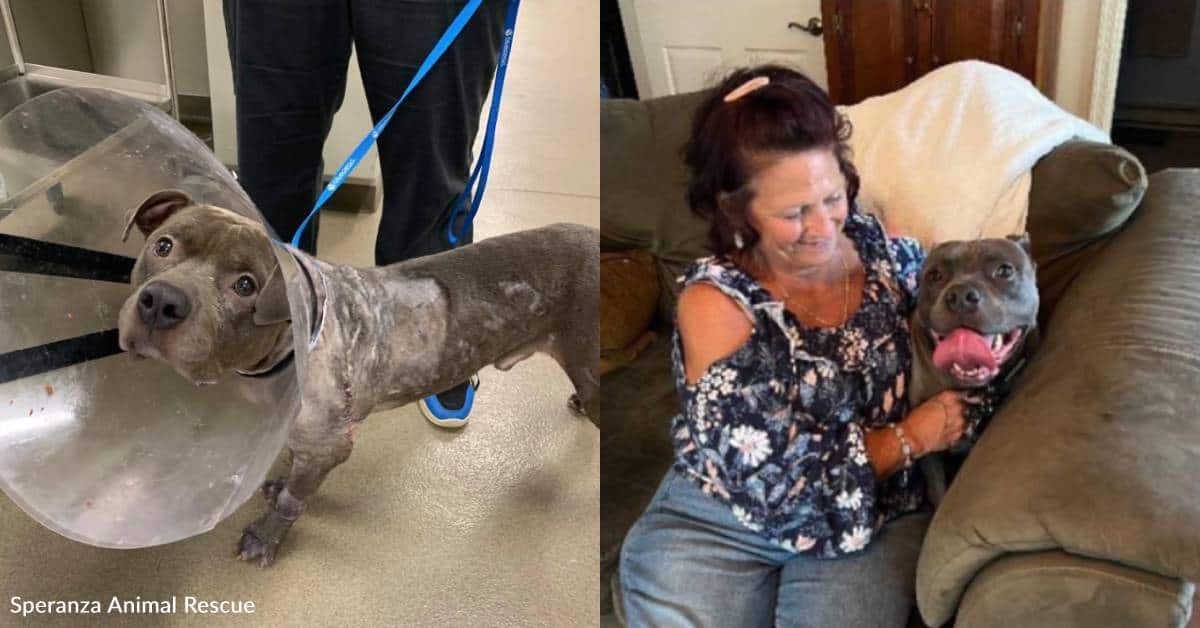 Injured Dog Clifford Wagged His Tail Through Unthinkable Pain