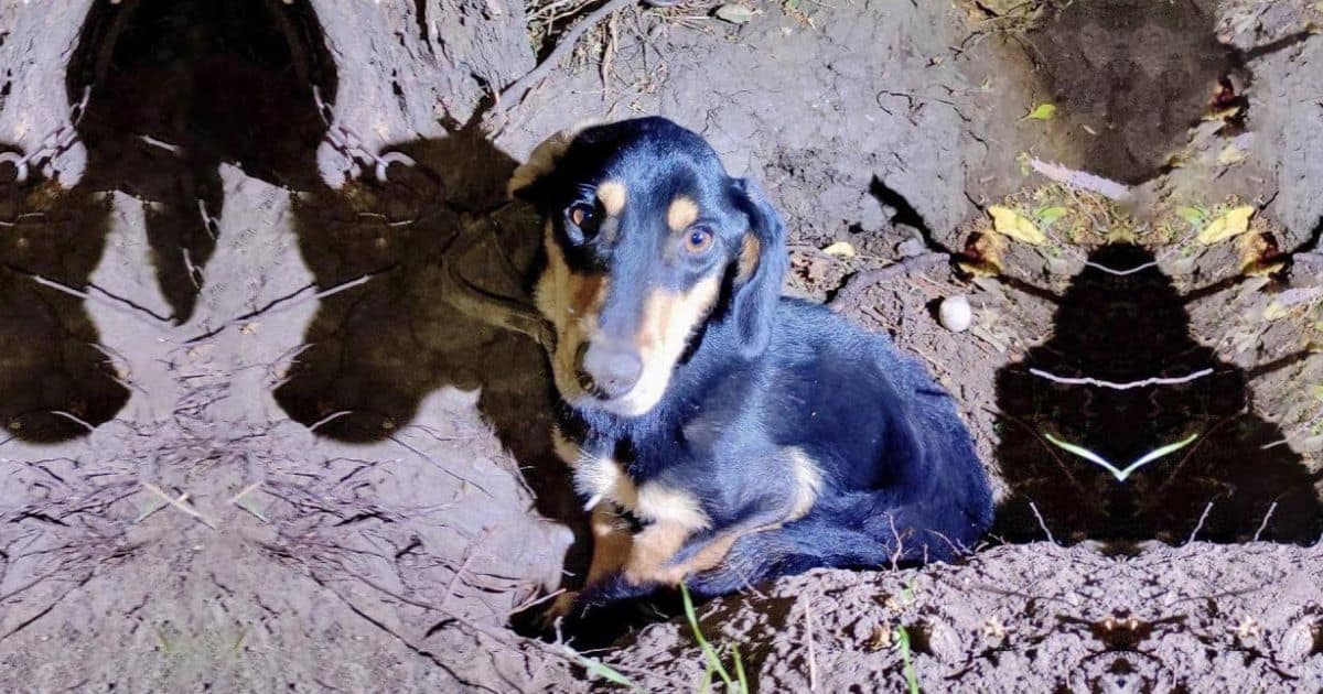 Neglected Pup Tied in a Garden Without Any Food For Days Finds His Happily Ever After