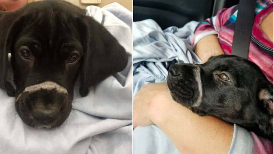 A Puppy Found With His Mouth Tied Shut Finds Love And A New Life