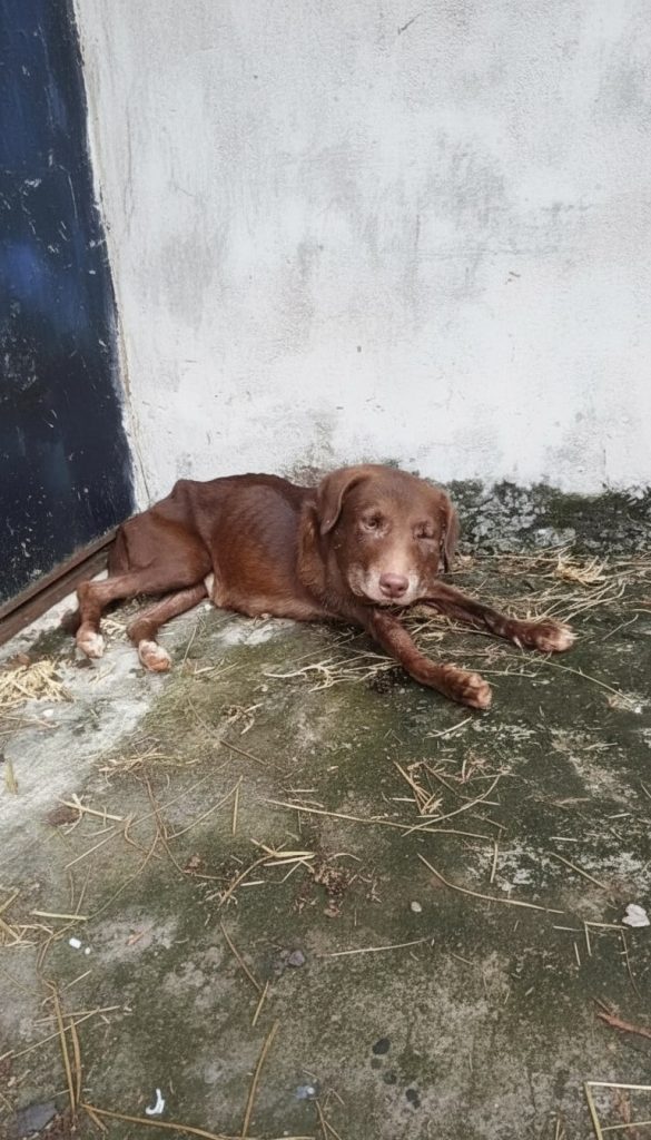 She Could Only Cry — The Collar She Wore as a Puppy Nearly Cost Her Life