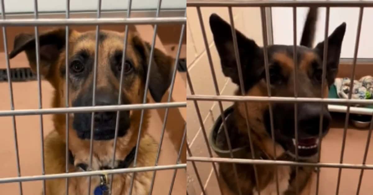 They Arrived at the Shelter for One Dog, But Discovered He Has a Best Friend