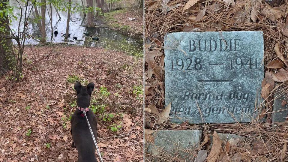 A Forgotten Dog’s Grave Discovered in a Park—What It Says Will Break Your Heart