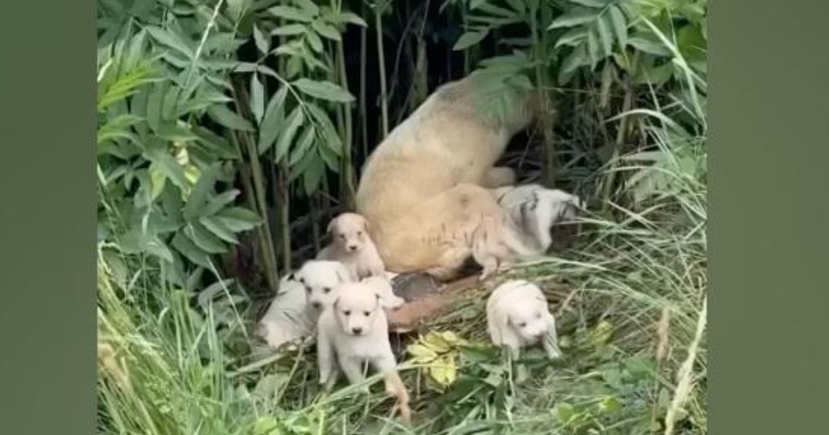 Heartless People Abandoned A New Mom And Her 8 Puppies In A Field After She Gave Birth