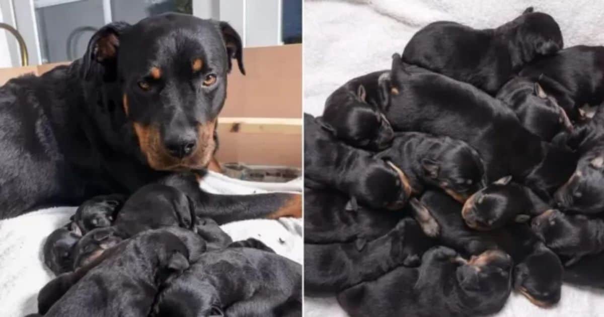 Incredible Surprise: 2-Year-Old Rottweiler Delivers One of the Largest Litters Ever