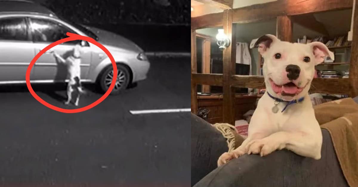 Rescued Dog Finds Joy in Loving Forever Home After Heartbreaking Abandonment