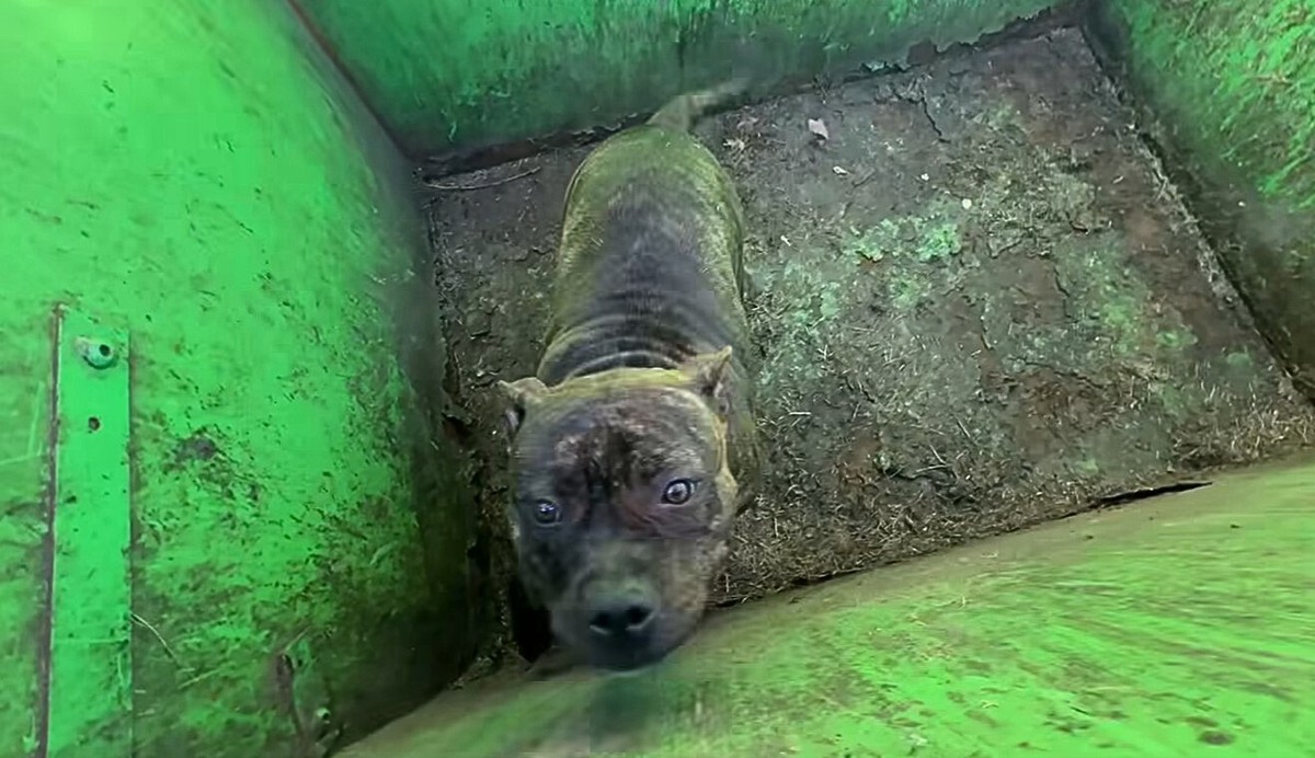 The Cries From Inside The Dumpster That Changed Everything