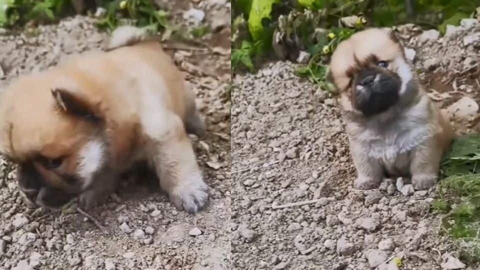Lonely Puppy Waits In Silence Until A Stranger Changes His Life