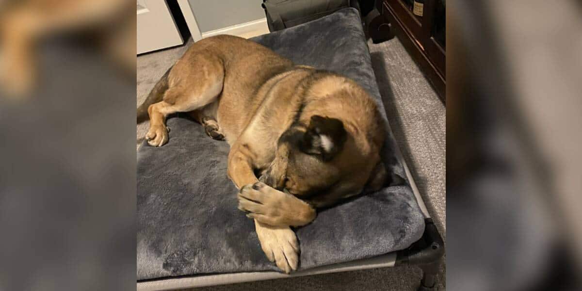 Senior Shelter Dog Orson Sleeps In A Real Bed After Years Of Waiting