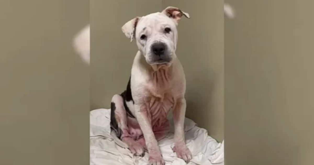 Scared Shelter Dog Discovers the True Meaning of Love and Life