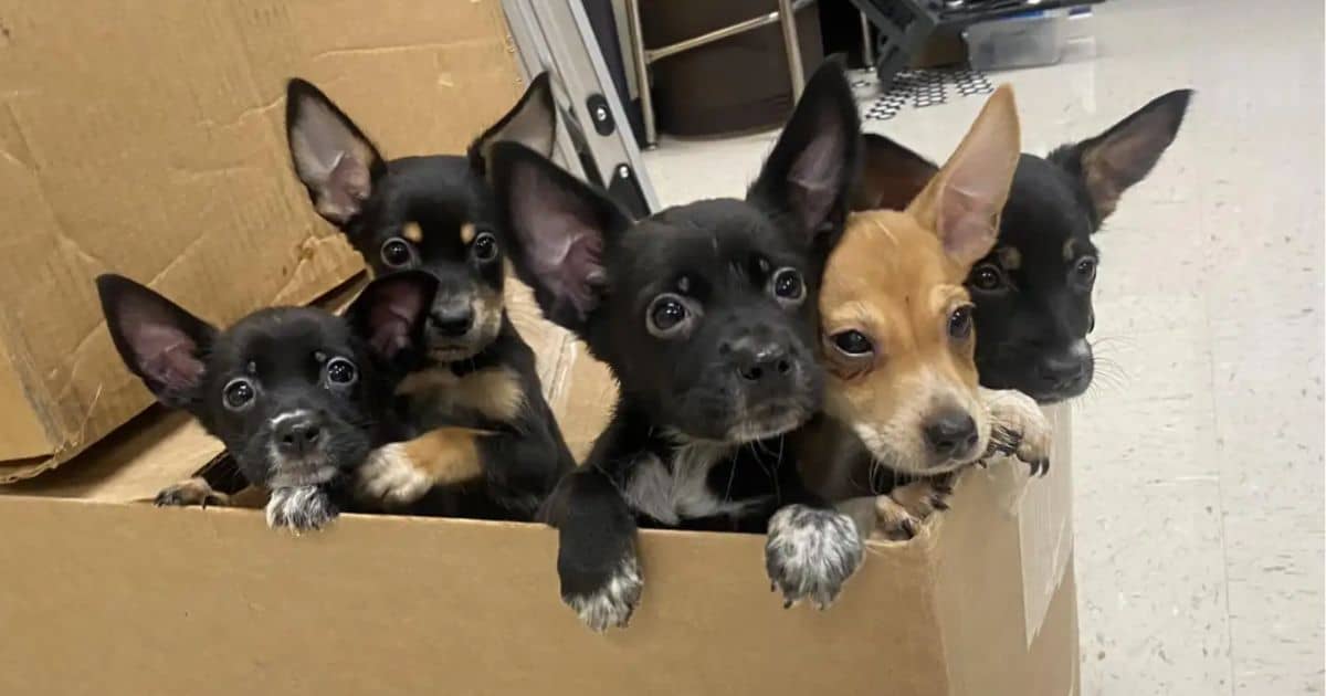 Abandoned Puppies Seek Help from Teacher Outside High School