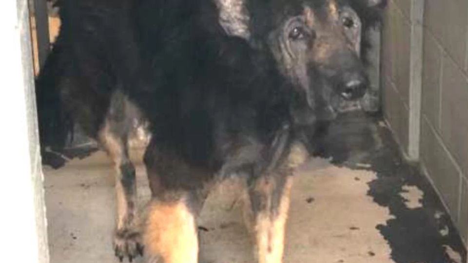 Senior Dog Abandoned for Age Finds Hope and Love Again