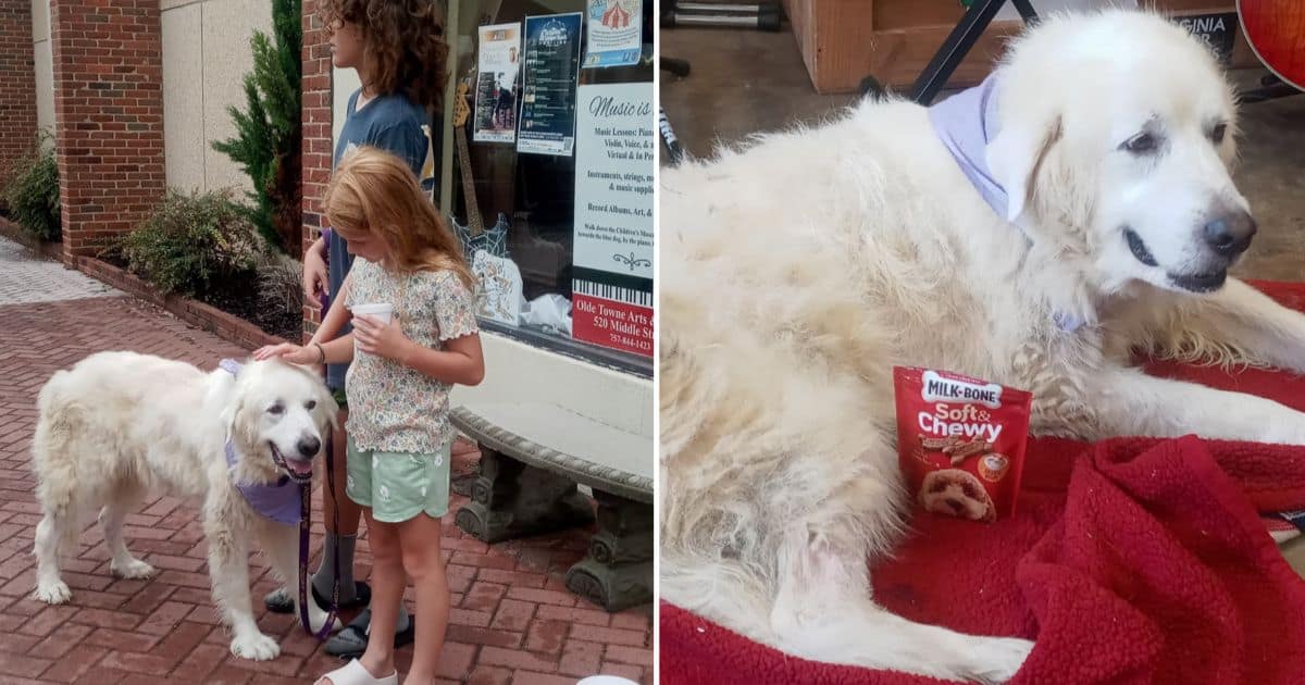 Fostering a Hero: Rescue Dog Saves Family Of Five From Boat Fire