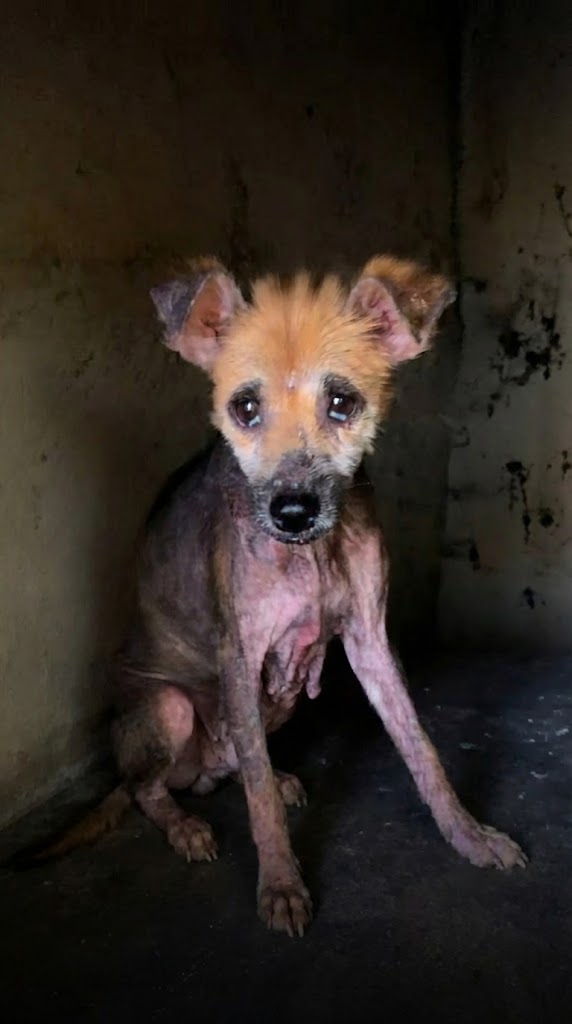 She Was Hiding in a Dark Doghouse in Bali — Now Lucy Ray Sleeps Loved in Virginia
