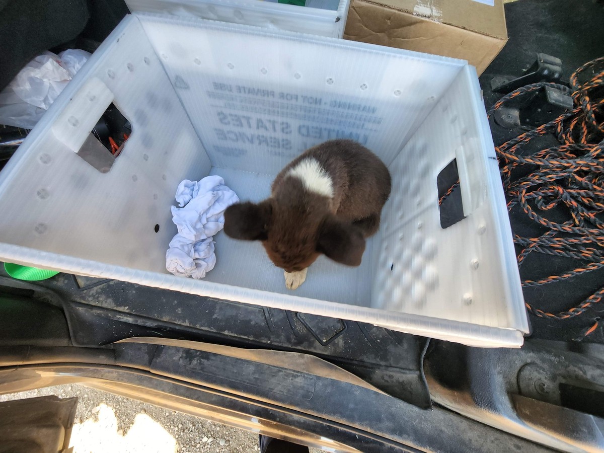 The Mail Carrier Who Saved A Dying Puppy From A Dusty Road In South Dakota