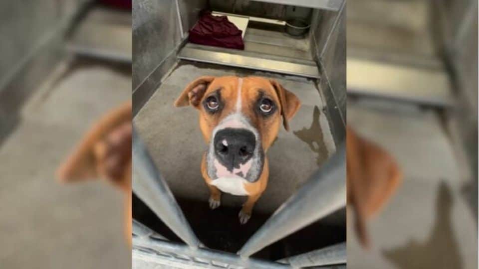 Kindhearted Rescuers Saved This Terrified Pup With Only Ten Minutes Left Before Euthanasia