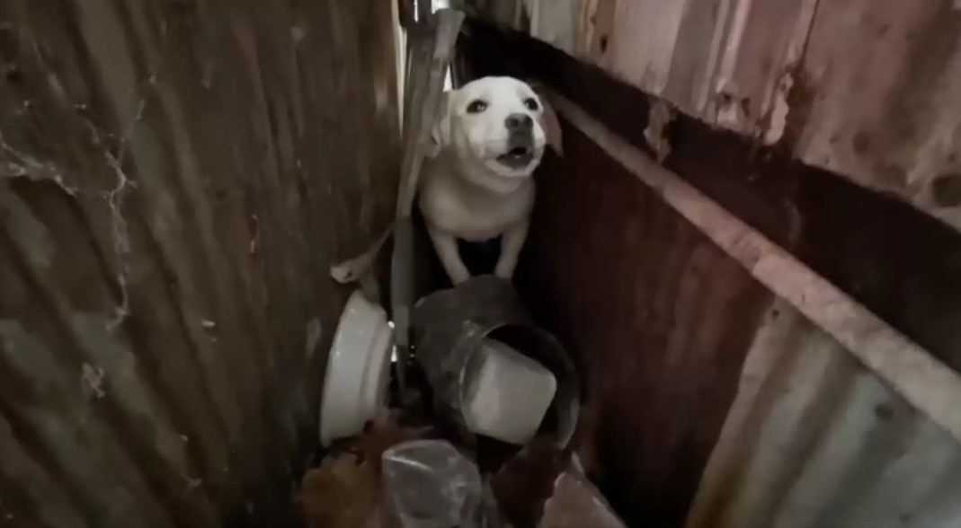 The Frightened Pup Who Learned Love Was Possible After All