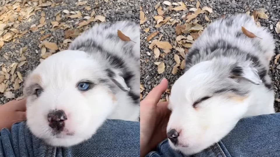 Stray Dog Waited In Silence While Life Passed Him By