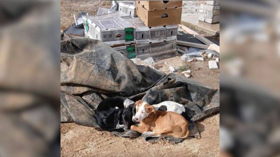 Three Puppies Rescued From Trash Pile Find Hope and Warmth