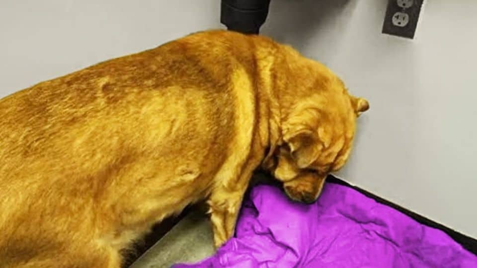Senior Dog Overcomes Heartbreak And Begins To Heal In The Safety Of A Foster Home