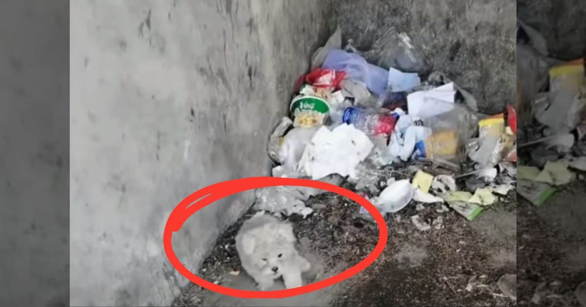 Alone And Hungry Puppy Tries To Search For Food In An Abandoned House