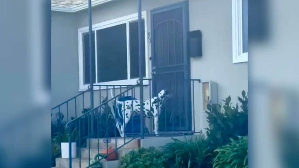 Adorable Pup Keeps Coming Back To Neighbor’s Door For His Evening Meal